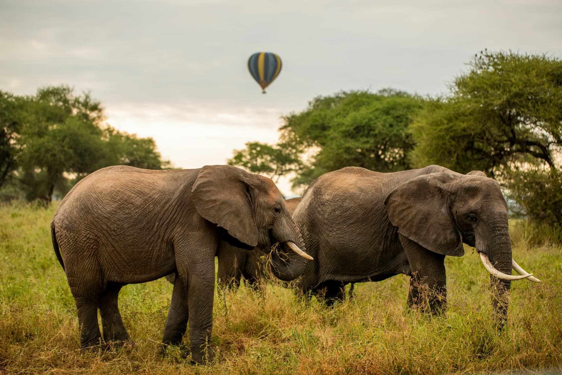 Parque Nacional de Tarangire
