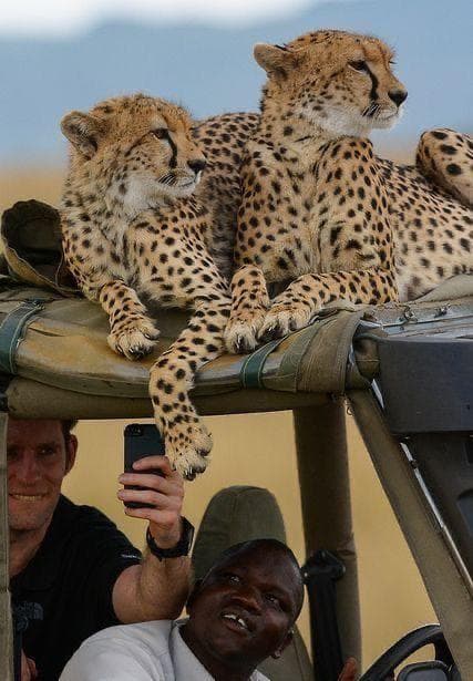 Cheetah Cub in the Serengeti