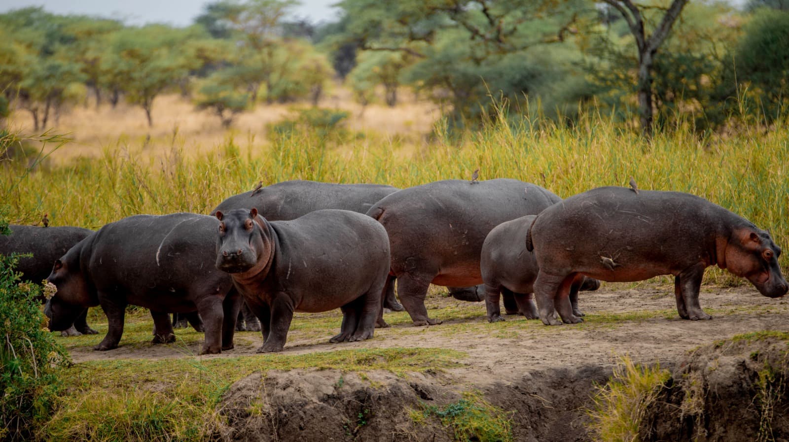 Hippo Pool Social Club