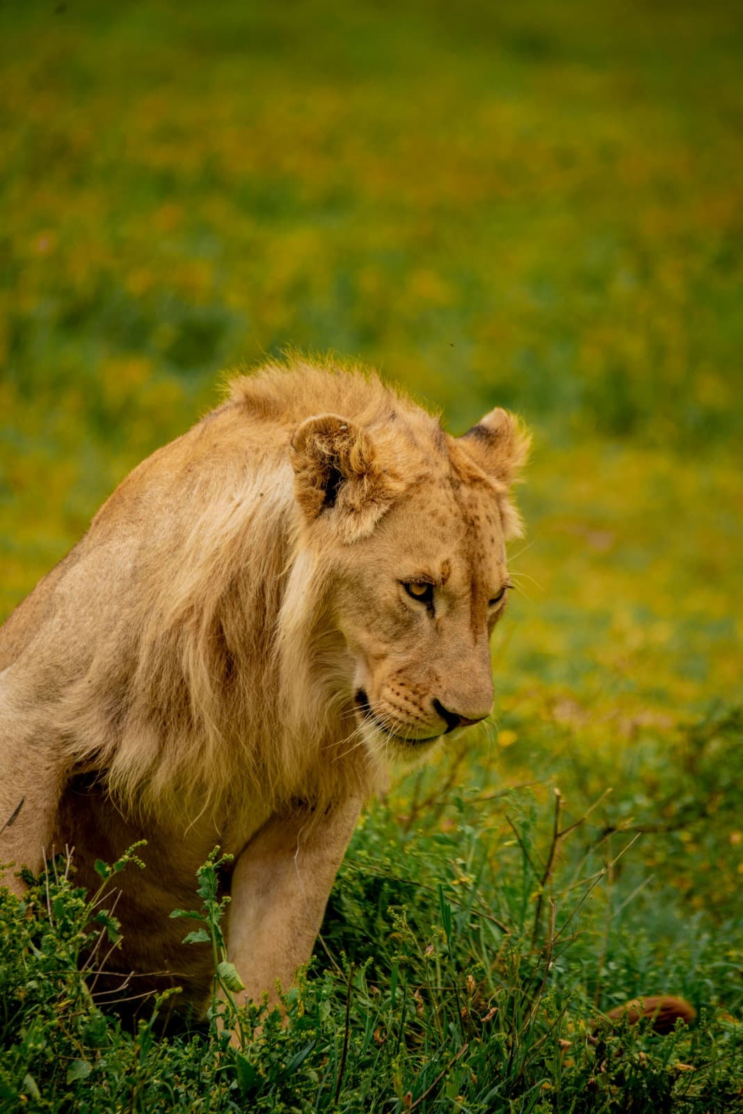 The King of the Savannah
