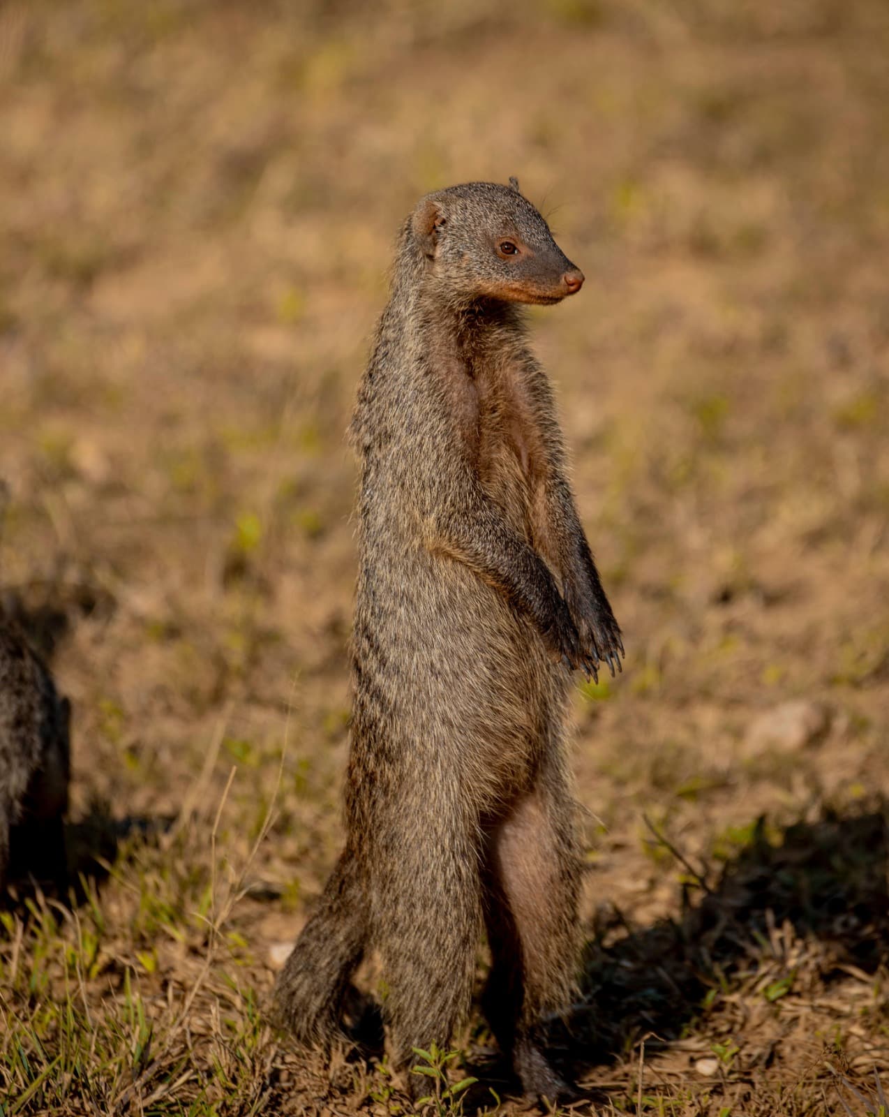 The Curious Mongoose