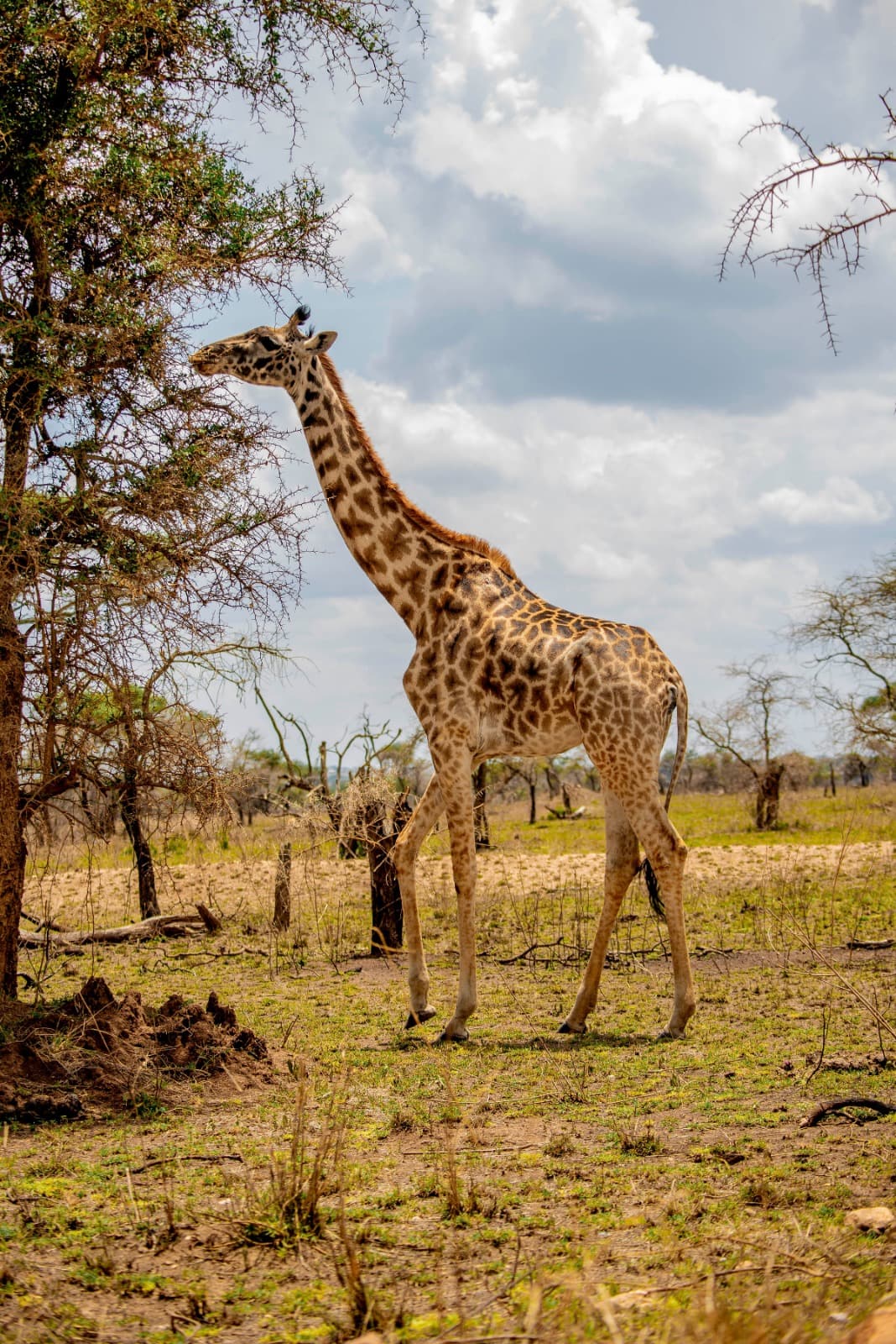Tanzania's National Symbol