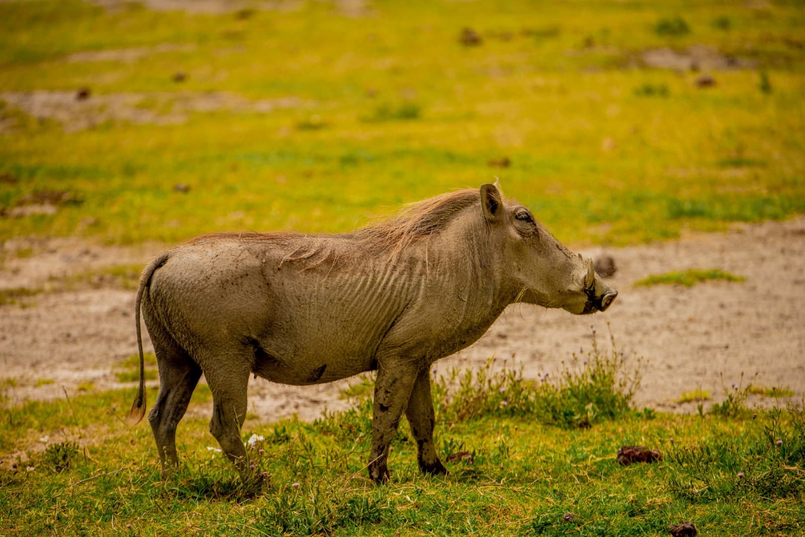Pumbaa in the Wild
