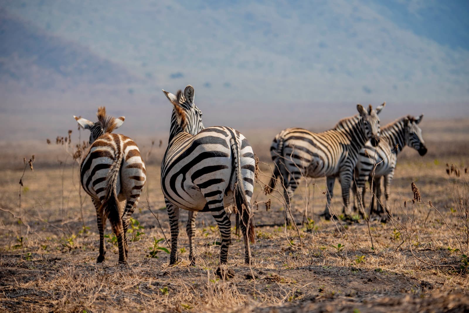 Nature's Striking Patterns