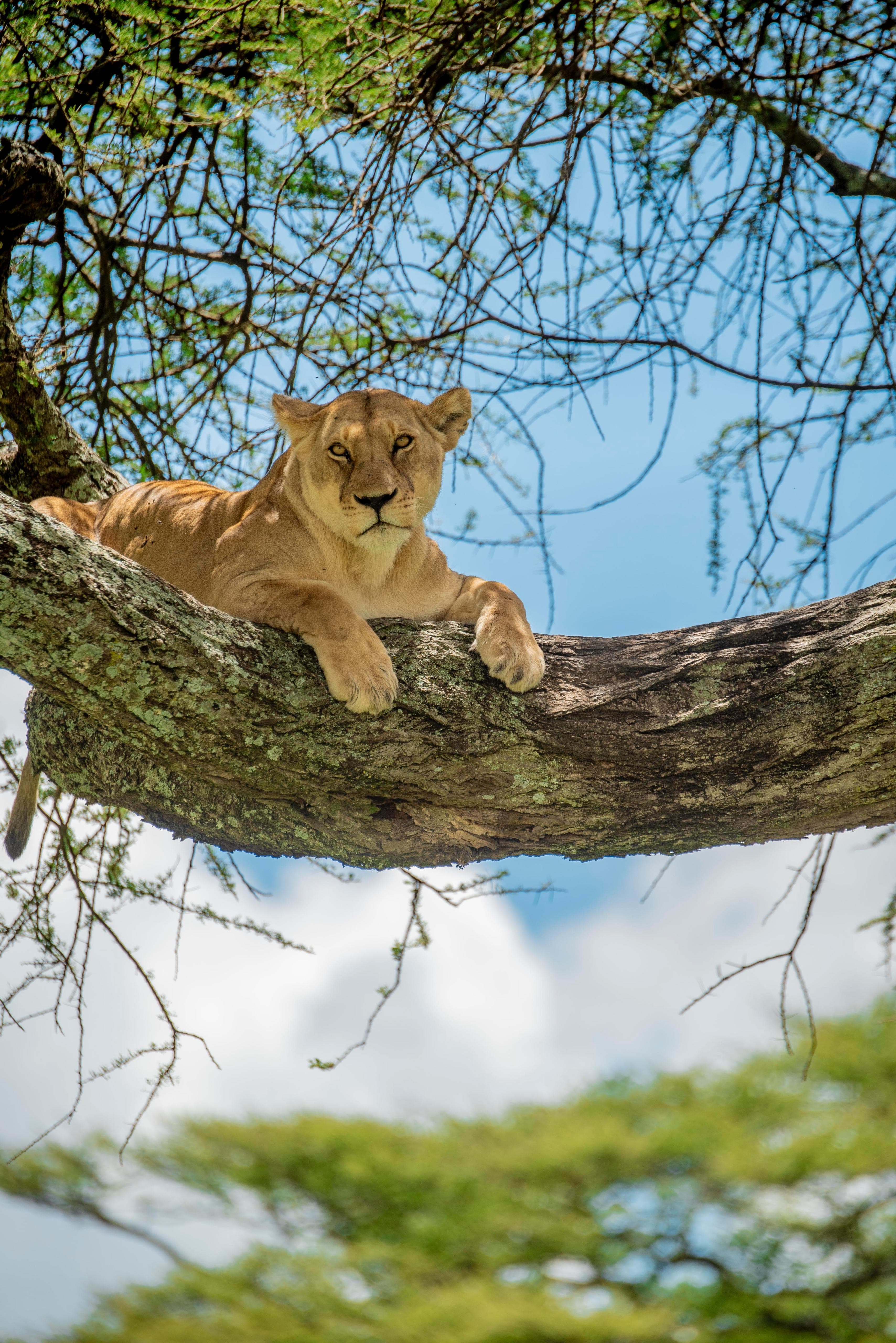A rare moment in the wild -where even the king seeks a higher view