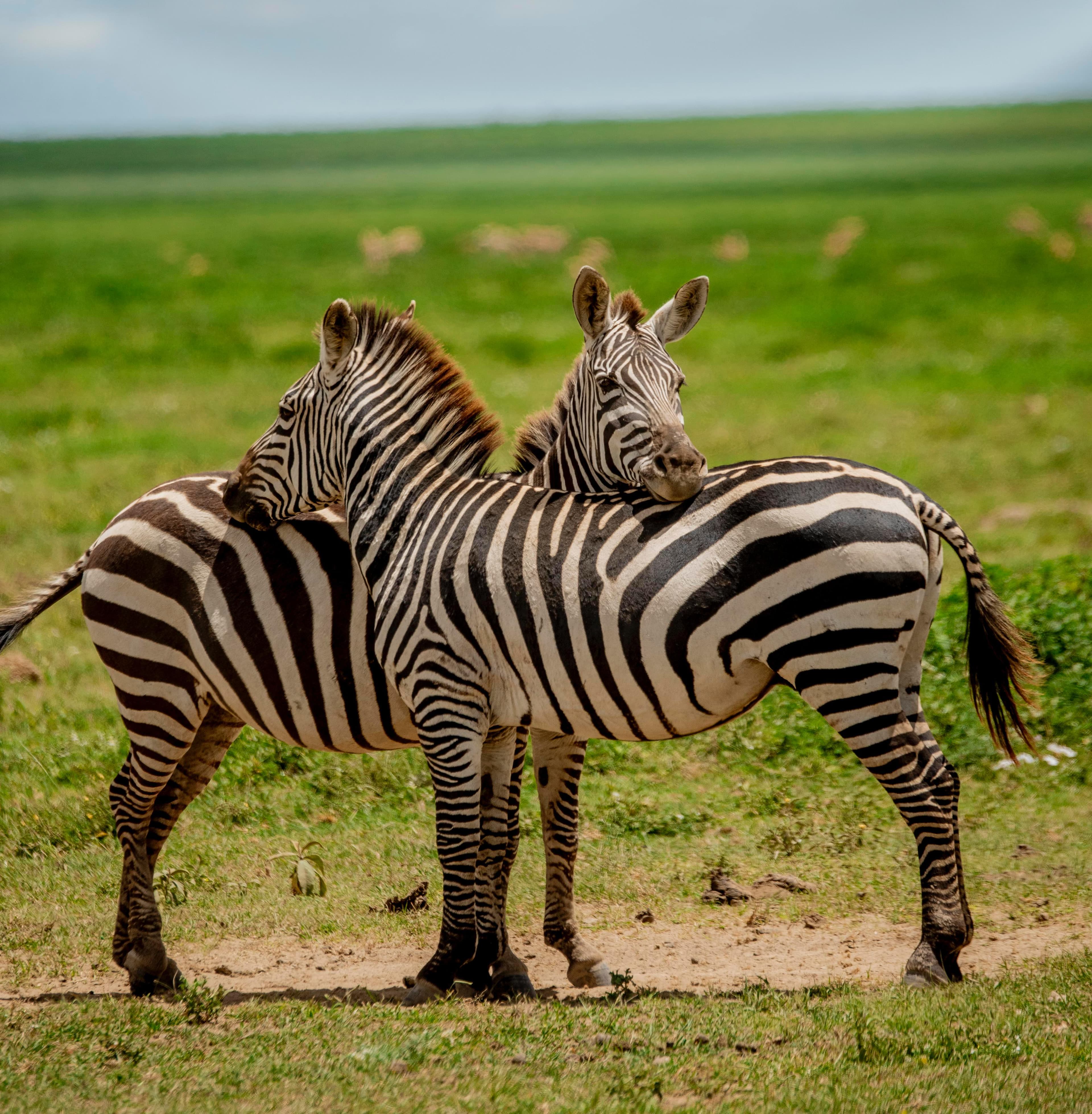 "A quit moment of connection in the Wild."