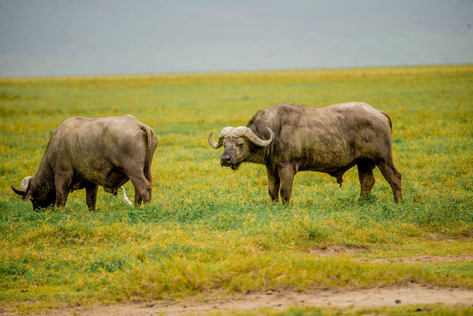 7 days zanzibar & Mikumi Safari Experience